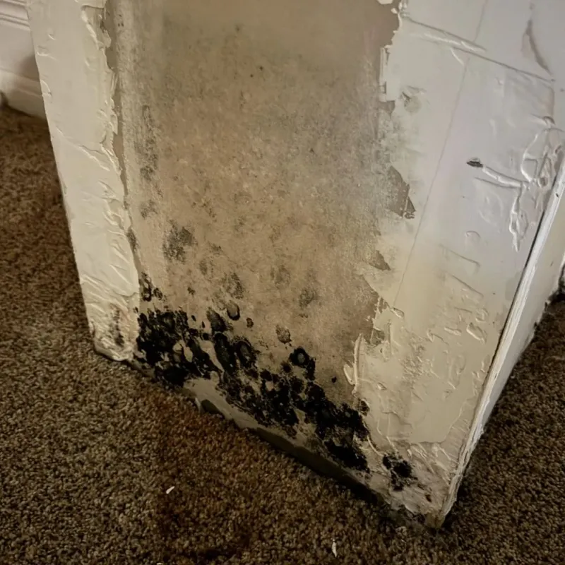 Professional Mold Removal in Buckley, WA